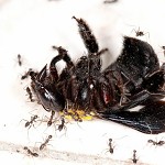 A l'enterrement d'une abeille morte... גוליבר בארץ הנמלים